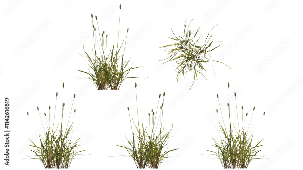 green foxtail grass isolated on transparant background. 3d illustration green foxtail grass isolated on transparant background. 3d illustration