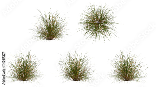 marram grass isolated on transparant background. 3d illustration