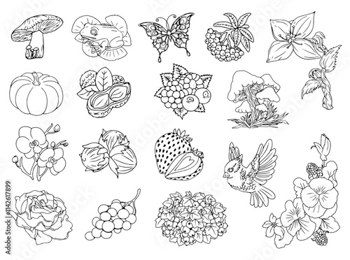 Set of autumn or summer icons. Vector contour lines. Hand-drawn sketches of animals and plants.
