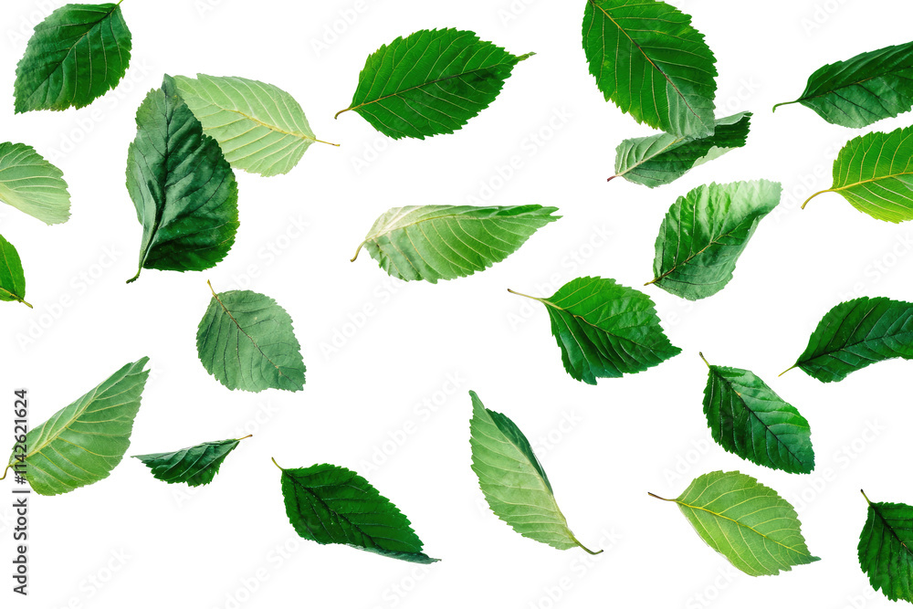 Green leaves Green leaves