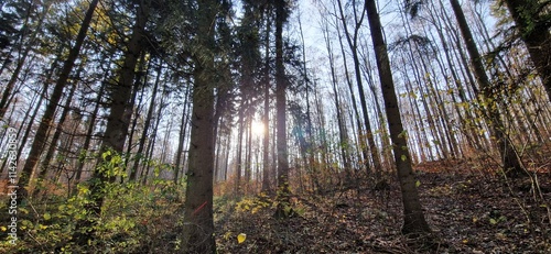 sunset in the forest