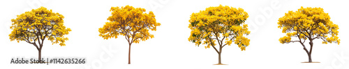 Collection of Attractive Yellow Color Tabebuia isolated on transparent background
