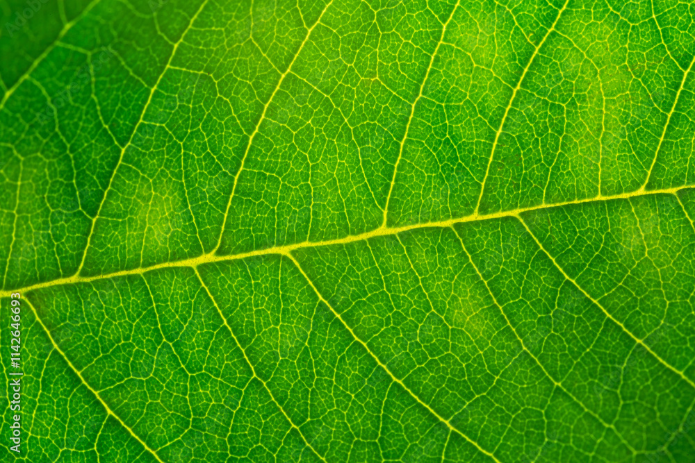 Close-up green macro leaf texture,Green leaf background close up view. Nature foliage abstract of leave texture for showing concept of green business Close-up green macro leaf texture,Green leaf background close up view. Nature foliage abstract of leave texture for showing concept of green business