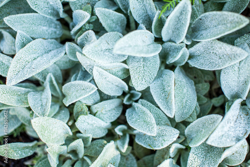 close up of a plant photo