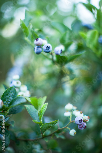 Blueberries in a bush outside