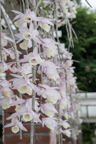Tableau sur toile Beautiful Hooded Dendrobium (dendrobium aphyllum) flowers.