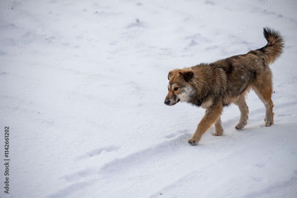 A dog is walking in the snow A dog is walking in the snow
