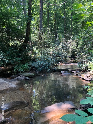 creek in the forest