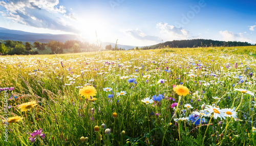 A picturesque meadow bursting with colorful flowers under bright spring sunshine, creating a vibrant and cheerful landscape, perfect for nature lovers and outdoor enthusiasts seeking beauty and tranqu photo