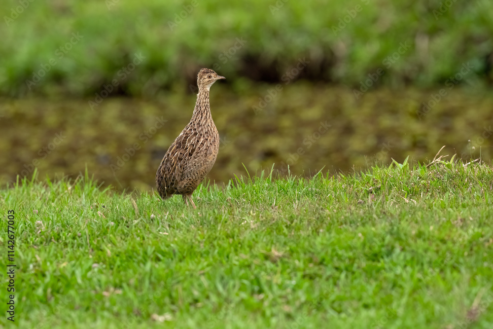Spotted Nothura with intricate brown and black plumage, standing in a grassy field Spotted Nothura with intricate brown and black plumage, standing in a grassy field
