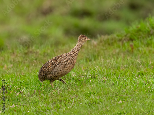 Spotted Nothura with intricate brown and black plumage, standing in a grassy field photo