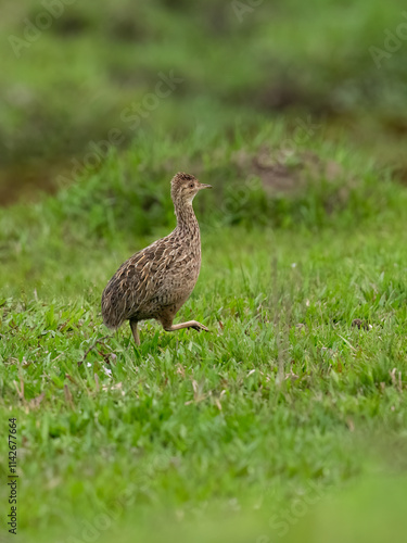 Spotted Nothura with intricate brown and black plumage, standing in a grassy field photo