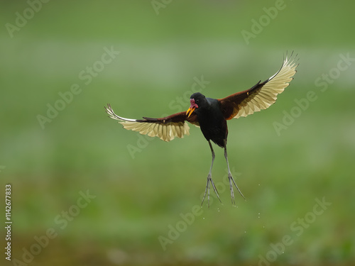 A Wattled Jacana in flight on green background