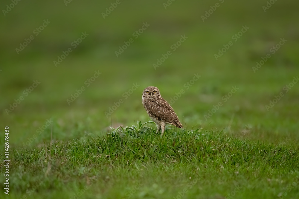 Burrowing Owl standing on green grass Burrowing Owl standing on green grass