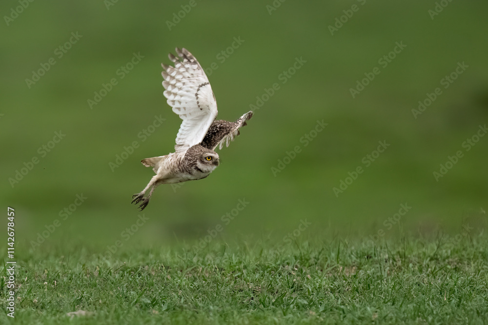 Fototapeta premium Burrowing Owl in flight against green background