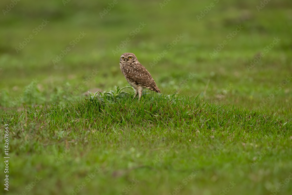Burrowing Owl standing on green grass Burrowing Owl standing on green grass