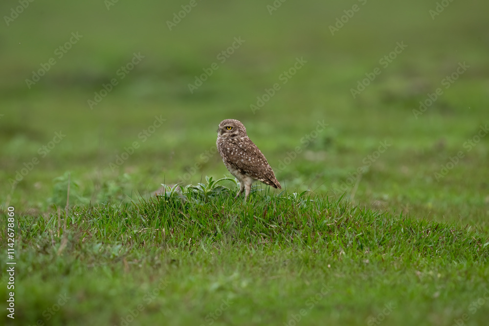 Burrowing Owl standing on green grass Burrowing Owl standing on green grass