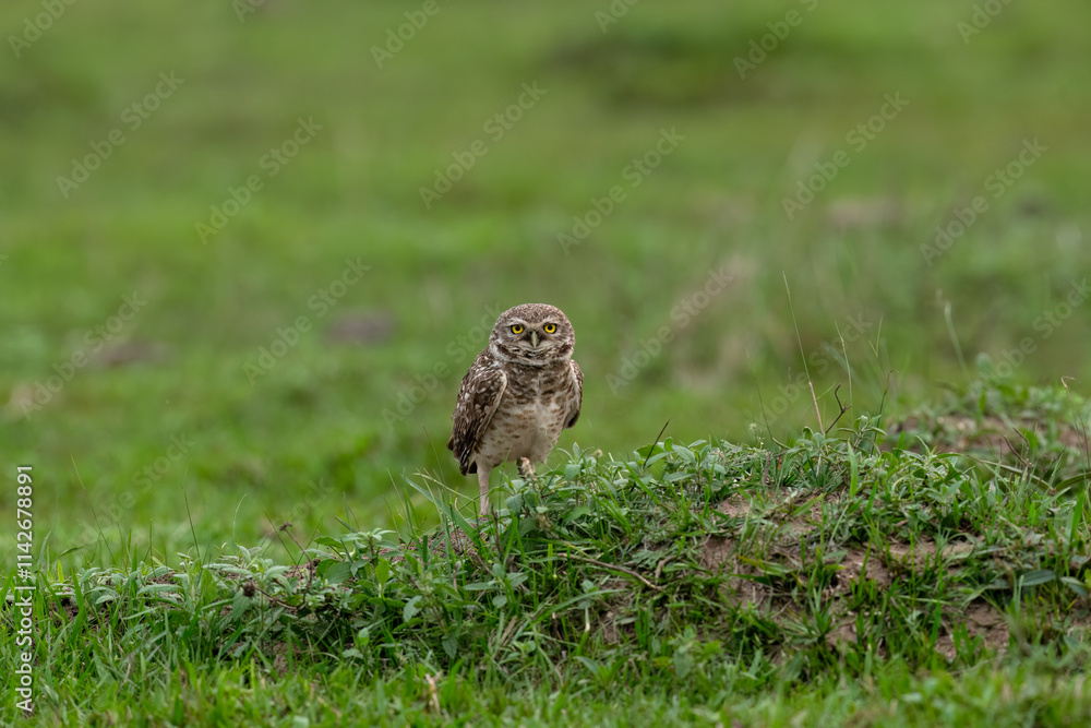 Burrowing Owl standing on green grass Burrowing Owl standing on green grass