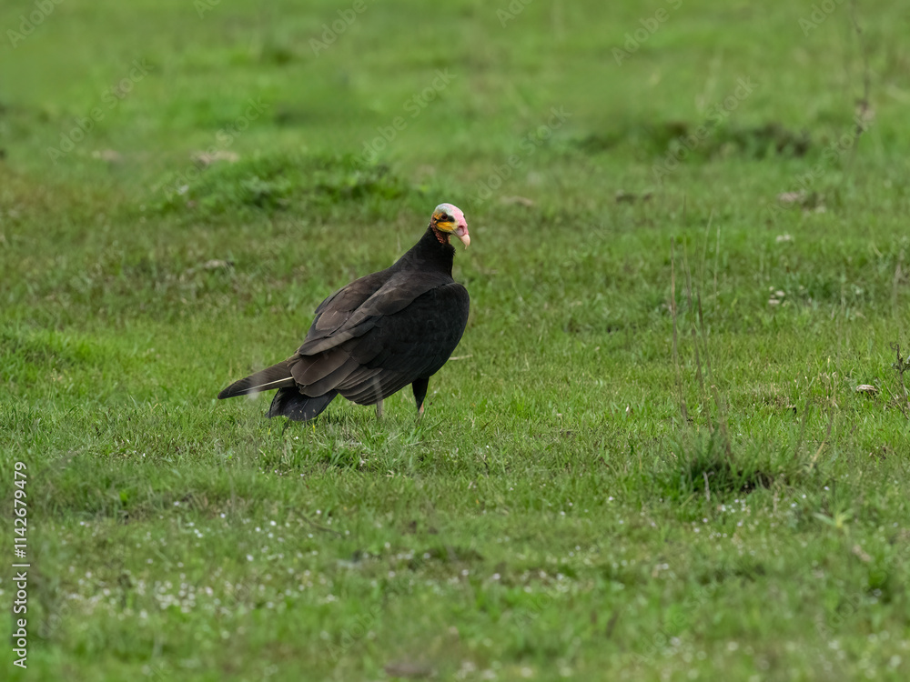 Lesser Yellow-headed Vulture standing in green grass Lesser Yellow-headed Vulture standing in green grass