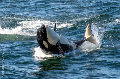 Breaching, playing orca flipping onto his back