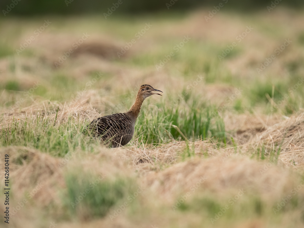 Spotted Nothura with intricate brown and black plumage, standing in a grassy field Spotted Nothura with intricate brown and black plumage, standing in a grassy field