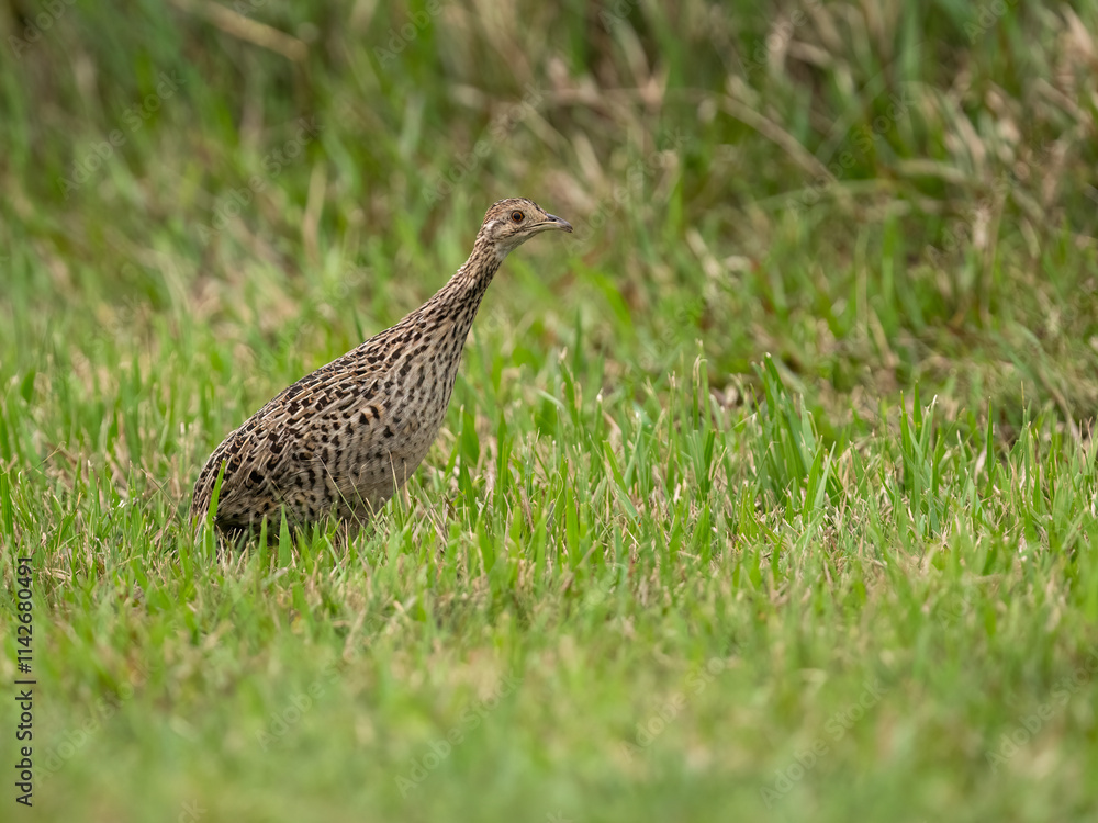 Spotted Nothura with intricate brown and black plumage, standing in a grassy field Spotted Nothura with intricate brown and black plumage, standing in a grassy field