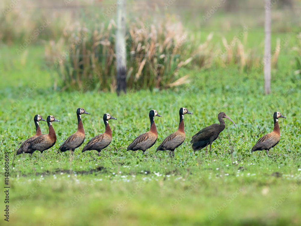 A group of White-faced Whistling Ducks and a single Limpkin standing in a row on a lush green field. A group of White-faced Whistling Ducks and a single Limpkin standing in a row on a lush green field.