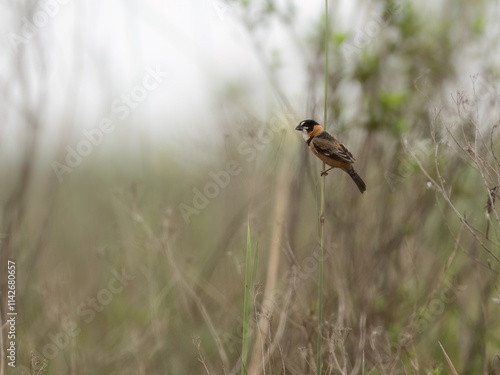 Rusty-collared Seedeater perched on a plant stem photo