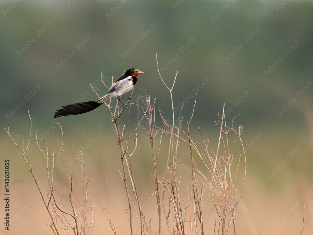 Strange-tailed Tyrant perched on a plant Strange-tailed Tyrant perched on a plant