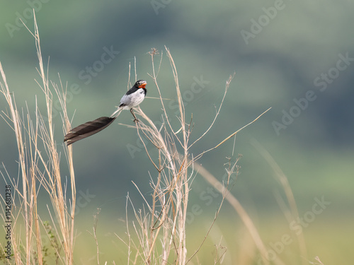 Strange-tailed Tyrant perched on a plant photo