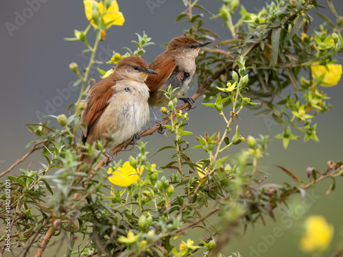 Male and Female Yellow-chinned Spinetails perched on a tree branch photo