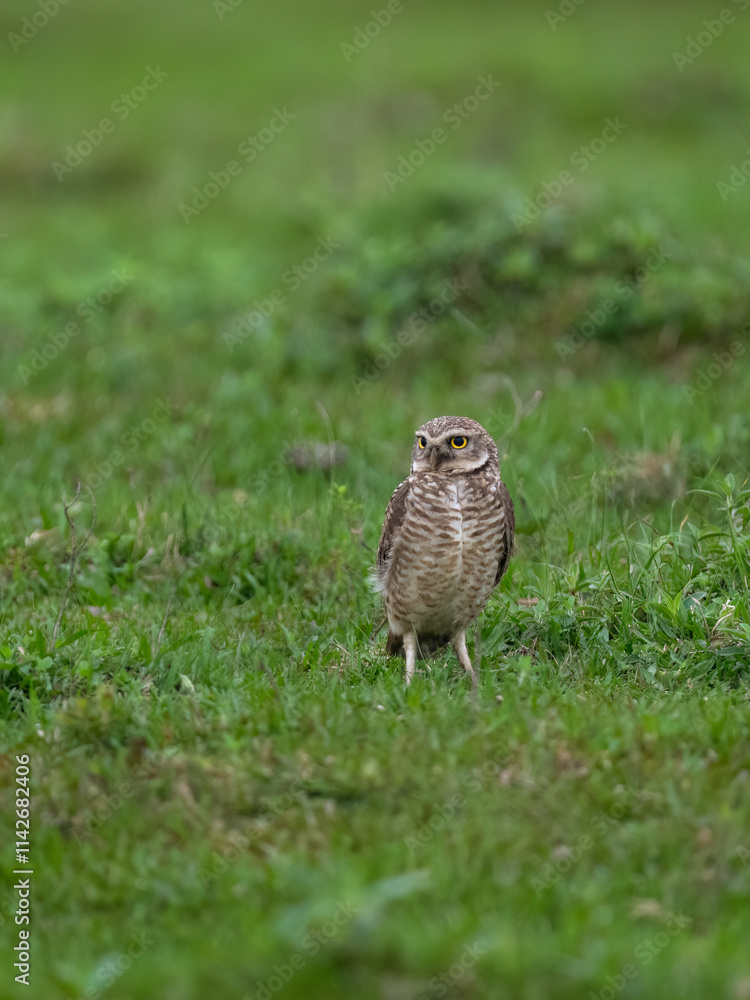 Burrowing Owl standing on green grass Burrowing Owl standing on green grass