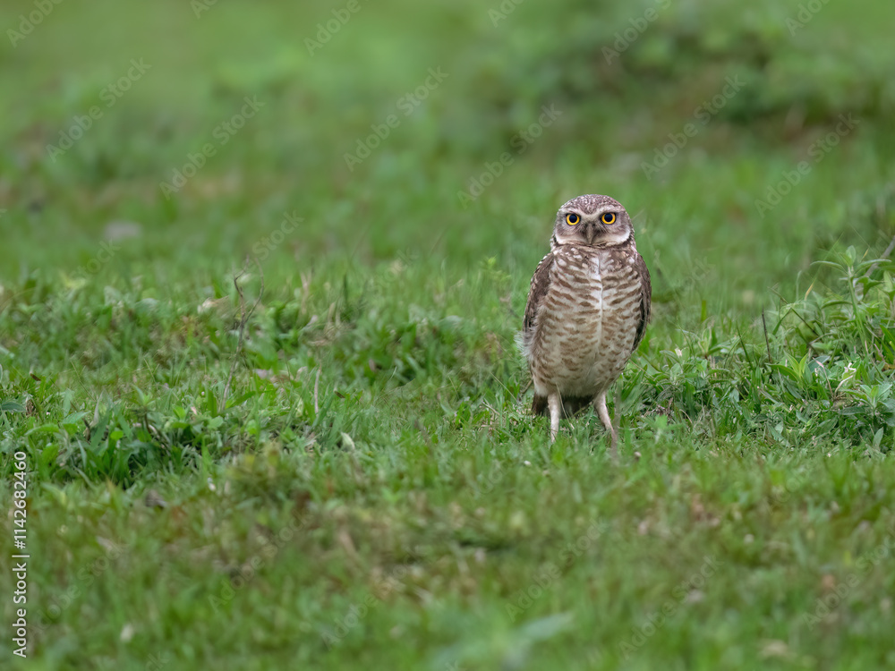 Burrowing Owl standing on green grass Burrowing Owl standing on green grass