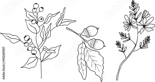 Illustration fleurs feuilles plante branche vecteur traits noirs