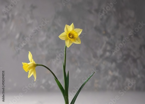 A single stem of a daffodil flower with its slender green stem and bright yellow petals , details, closeup, bloom photo