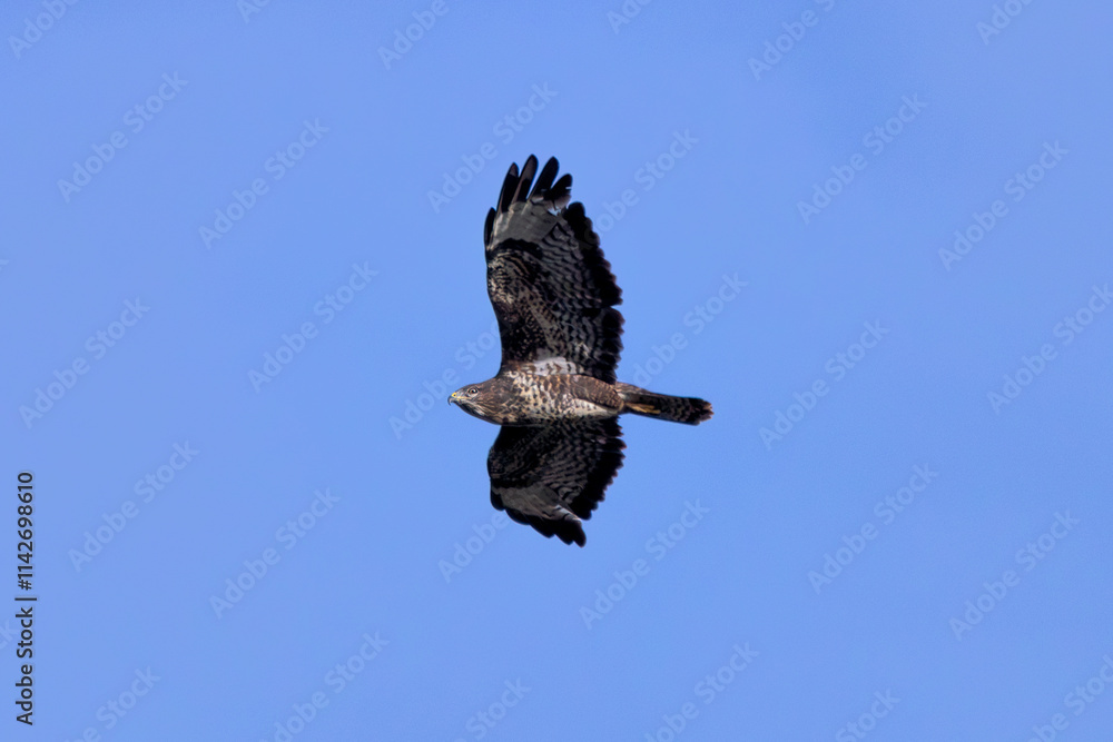 Obraz premium Common Buzzard (Buteo buteo), spotted over Baldoyle Racecourse, Dublin; common in Europe