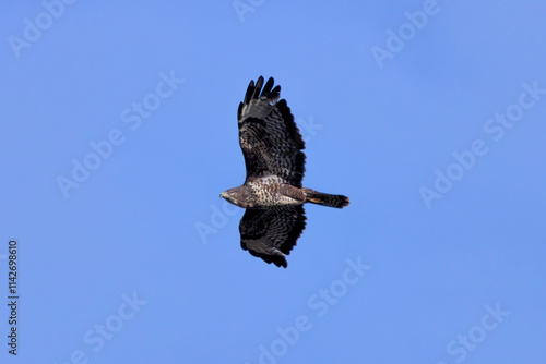 Common Buzzard (Buteo buteo), spotted over Baldoyle Racecourse, Dublin; common in Europe photo