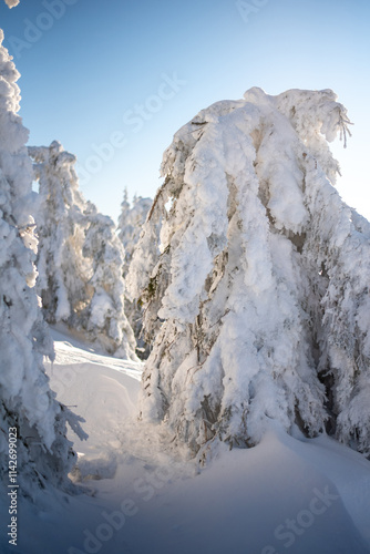 Wallpaper Mural Snow-covered fir trees creating stunning sculptures on Pilsko Mountain, Slovakia Torontodigital.ca