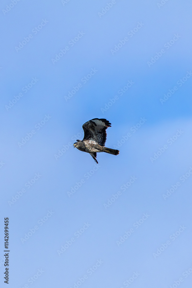 Obraz premium Common Buzzard (Buteo buteo), spotted over Baldoyle Racecourse, Dublin; common in Europe