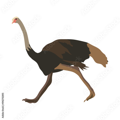 avestruz which is also known as common ostrich clipart  photo