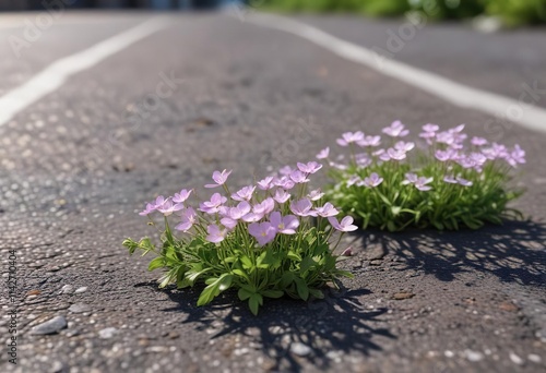 Macro shot of delicate wild radish flowers along a paved road, wild radish close-up, close-up photography, pavement photo