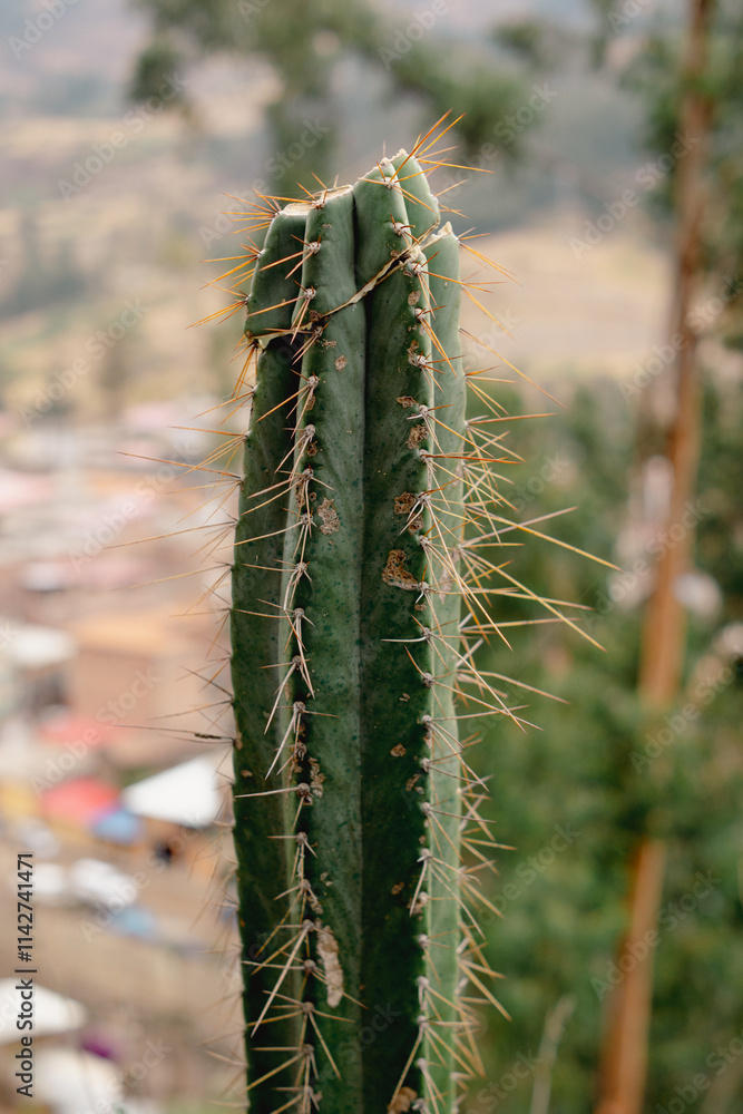 Small cactus full of thorns in the south American highlands Small cactus full of thorns in the south American highlands