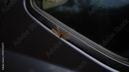 Dead termite sticking to a car window, showcasing delicate insect details photo