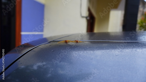 Dead termite on a car roof with dewdrops clinging to the surface photo