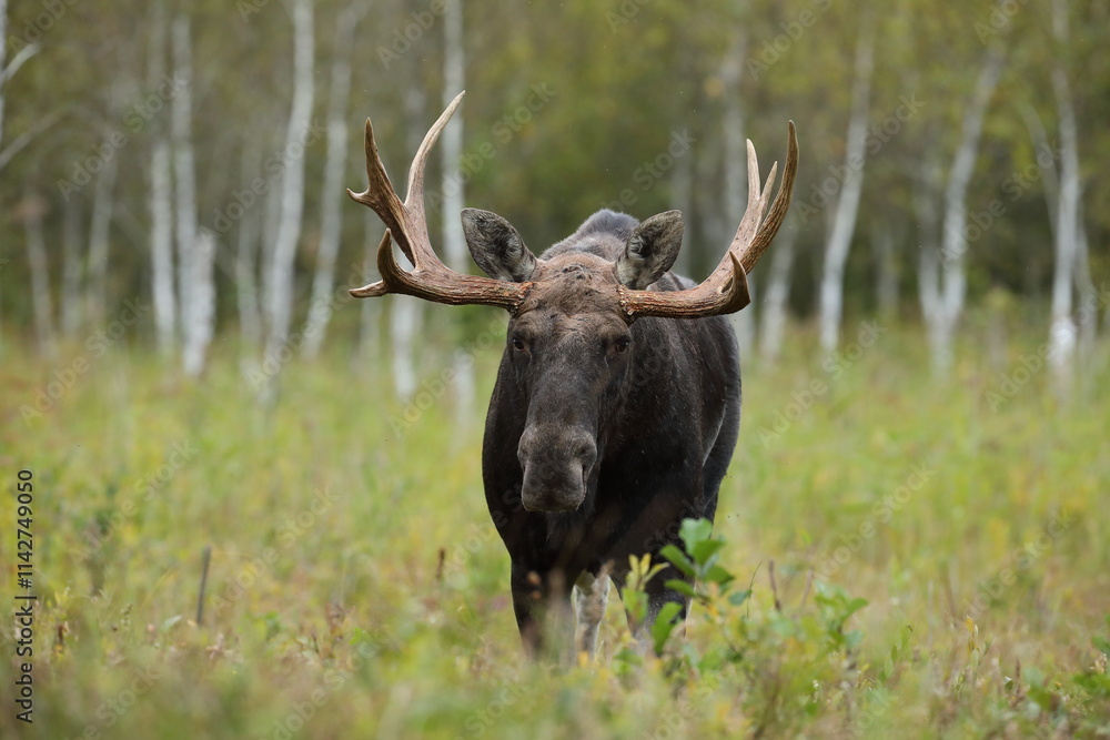 Łoś (Alces alces) moose Łoś (Alces alces) moose