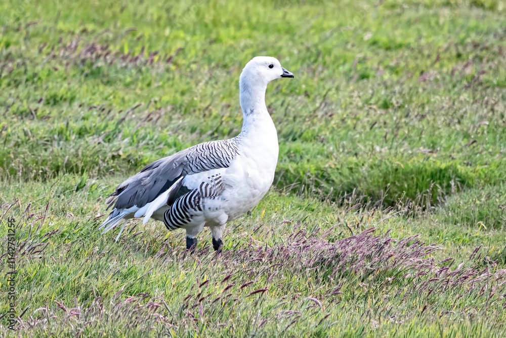 A male Upland or Magellan Goose, Chloephaga picta, on New Island in the Falkland Islands A male Upland or Magellan Goose, Chloephaga picta, on New Island in the Falkland Islands