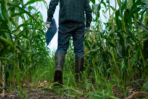 Man farmer walking through cornfield agriculture maize field, rear low angle view. Organic farming and food production