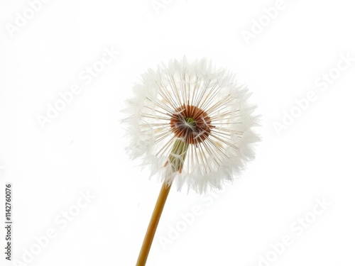 Wallpaper Mural Fluffy dandelion seed head releasing seeds on pure white background, texture, hope, puff Torontodigital.ca