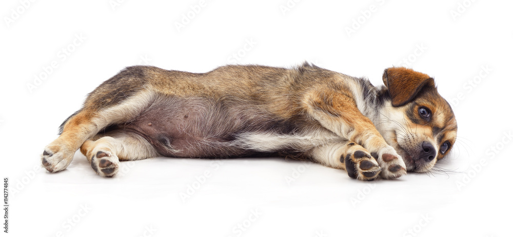 Obraz premium Puppy lying down.