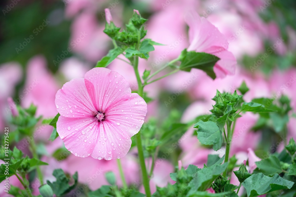 beautiful pink flowers of Lavatera trimestris close up in garden. summer floral background. Flower lavatera, genus of shrubs of the malvaceous family (Malva, annual pink 